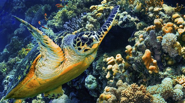 Green Turtle, Chelonia mydas, Coral Reef, Red Sea, Egypt, Africa