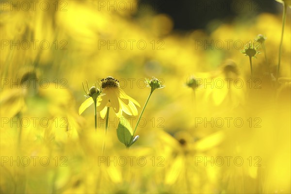 Cutleaf Coneflower, Rudbeckia laciniata in the garden