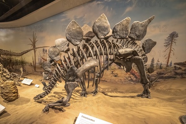 Drumheller, Alberta, Canada. Feb 19, 2024. A Skeleton of a Stegosaurus at the Royal Tyrrell Museum