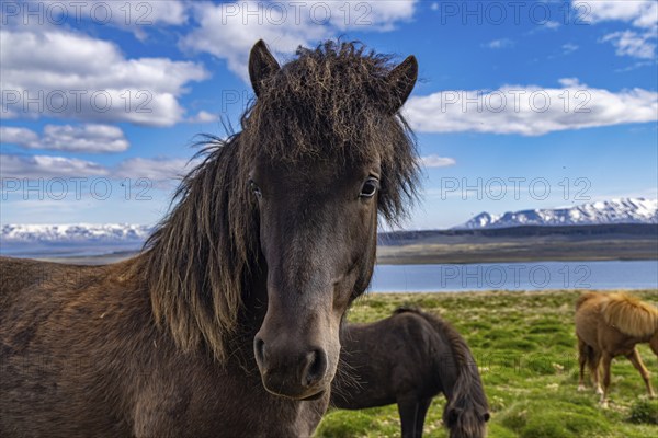 Horses at Hvitserkur, Iceland, Europe