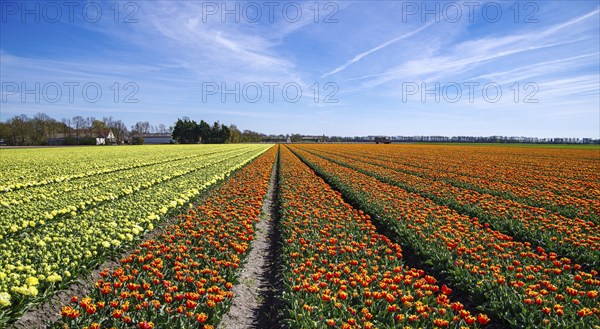 Field with blooming tulips in the netherlands