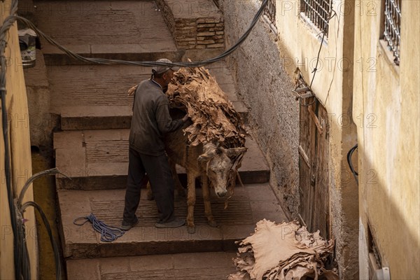 FES, MOROCCO, ARIL 10, 2023, A donkeys takes dried leather from a tannery in the medina of Fes,