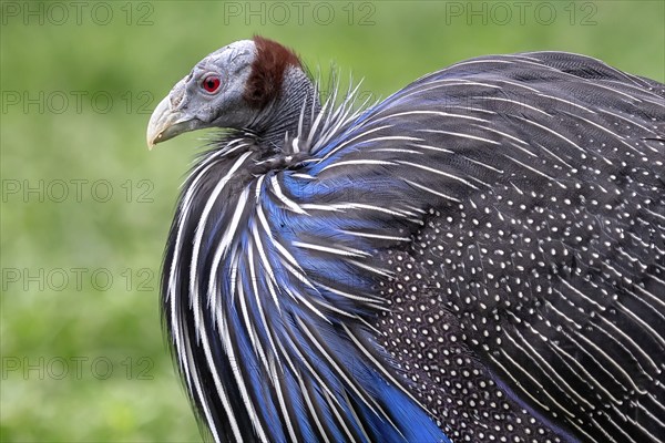 Vulturine guineafowl (Acryllium vulturinum) . Wildlife animal