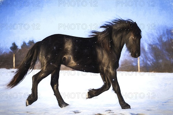 Oil painting foal Friesian horse running in the snow