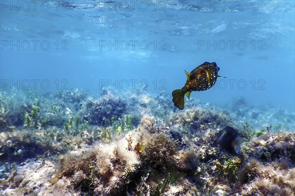 Yellow boxfish (Ostracion cubicus) Underwater, Marine life