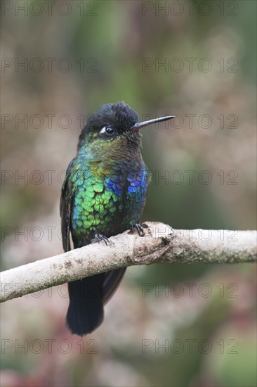 Fire-throated hummingbird (Panterpe insignis), Parque National Los Quetzales, Costa Rica, Central