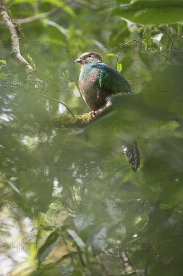 Quetzal (Pharomachrus mocinno), female, Reserva biologica Bosque Nubosa, Costa Rica, Central
