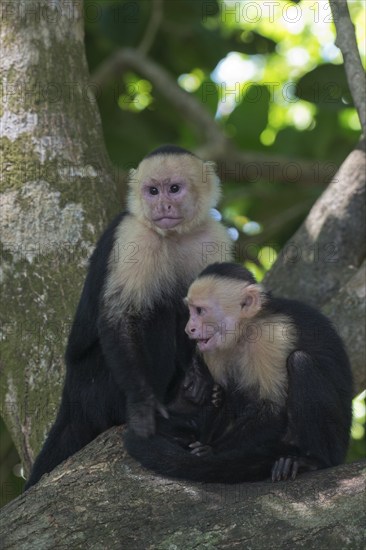 White-shouldered capuchin monkeys (Cebus capucinus), Manuel Antonio National Park, Costa Rica,