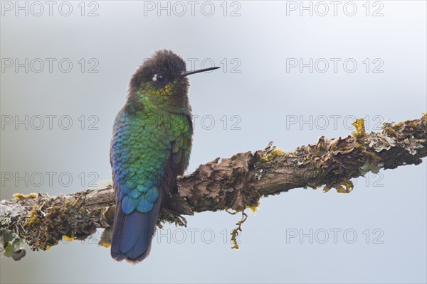 Fire-throated hummingbird (Panterpe insignis), Parque National Los Quetzales, Costa Rica, Central