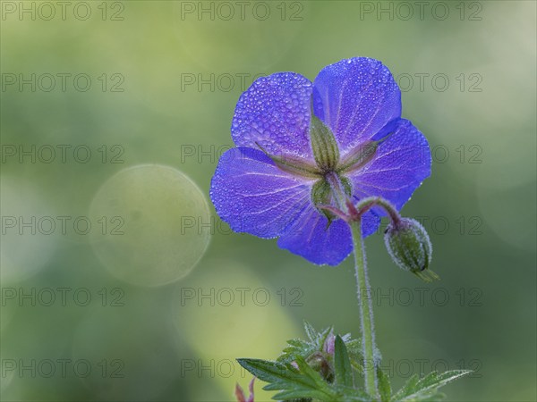 Meadow cranesbill (Geranium pratense), single blossom with dewdrops on its petals, photographed