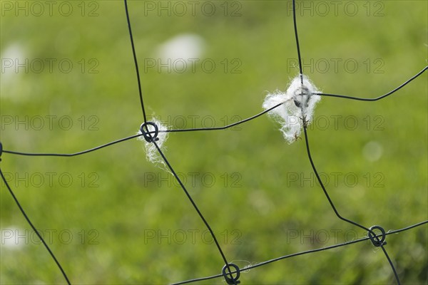 Sheep's wool on a fence, Mykines, Útoyggjar, Faroe Islands, Denmark, Europe