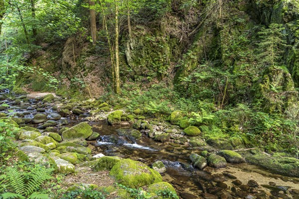 In the Grobbach stream valley on the Geroldsau Waterfall Circular Trail, Geroldsau, Baden-Baden,