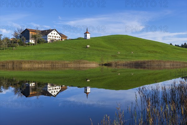 A lake reflects a house and a chapel on a green hill, cows, Hegratsrieder See near Füssen,