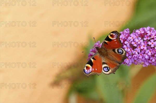 Peacock butterfly (Inachis io) sucking nectar on butterfly bush (Buddleja davidii), in a natural