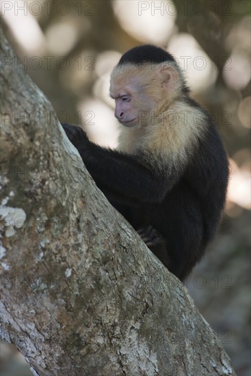 White-shouldered capuchin monkey (Cebus capucinus), Manuel Antonio National Park, Costa Rica,