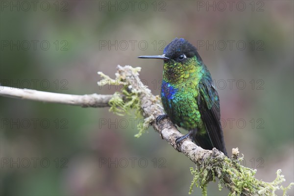 Fire-throated hummingbird (Panterpe insignis), Parque National Los Quetzales, Costa Rica, Central