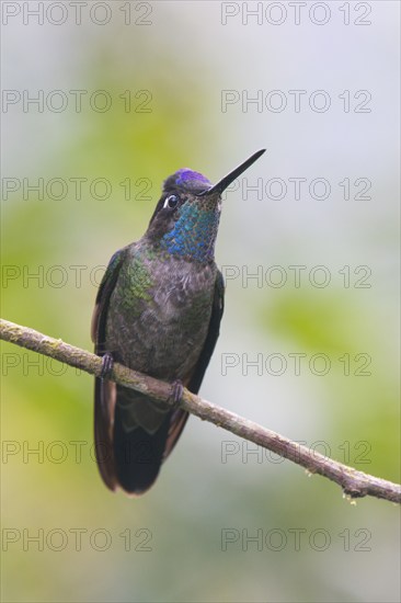 Violet-crowned Brilliant Hummingbird (Eugenes fulgens), Parque National Los Quetzales, Costa Rica,