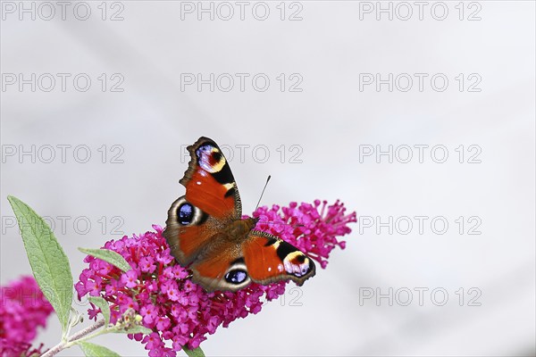 Peacock butterfly (Inachis io) sucking nectar on butterfly bush (Buddleja davidii), in a natural