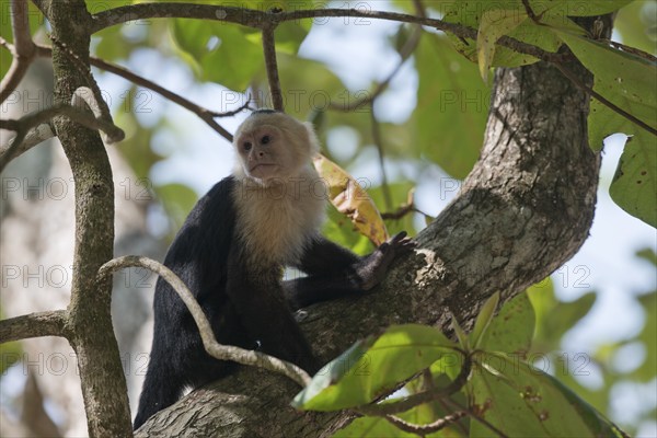 White-shouldered capuchin monkey (Cebus capucinus), Manuel Antonio National Park, Costa Rica,