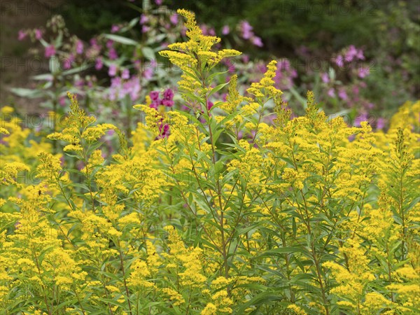 Common goldenrod (Solidago virgaurea), flowering in late summer, on the edge of a forest, Hessen,