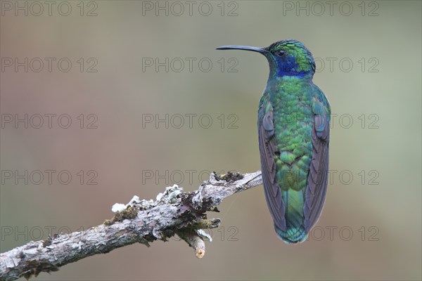 Small violet-eared hummingbird (Colibri thalassinus), Parque National Los Quetzales, Costa Rica,