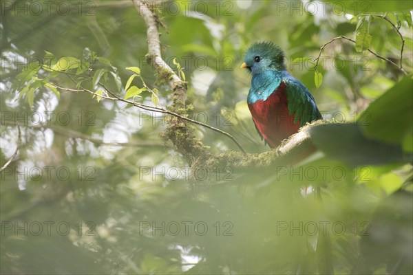 Quetzal (Pharomachrus mocinno), Reserva biologica Bosque Nubosa, Costa Rica, Central America
