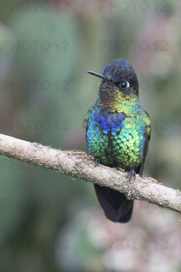 Fire-throated hummingbird (Panterpe insignis), Parque National Los Quetzales, Costa Rica, Central