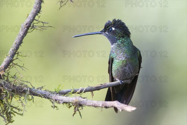 Violet-crowned Brilliant Hummingbird (Eugenes fulgens), Parque National Los Quetzales, Costa Rica,
