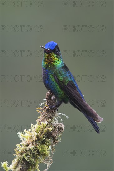 Fire-throated hummingbird (Panterpe insignis), Parque National Los Quetzales, Costa Rica, Central