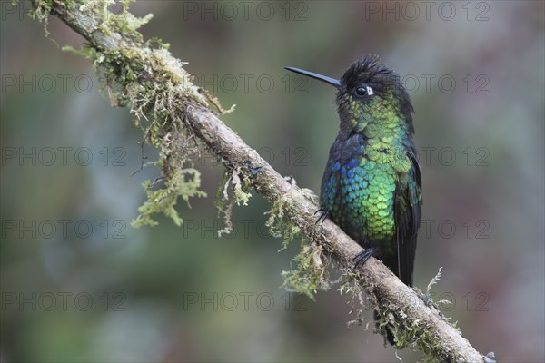 Fire-throated hummingbird (Panterpe insignis), Parque National Los Quetzales, Costa Rica, Central