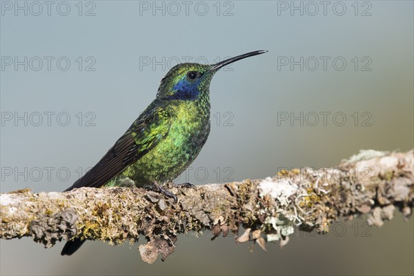 Small violet-eared hummingbird (Colibri thalassinus), Parque National Los Quetzales, Costa Rica,