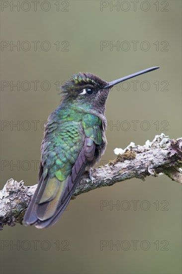 Violet-crowned Brilliant Hummingbird (Eugenes fulgens), Parque National Los Quetzales, Costa Rica,