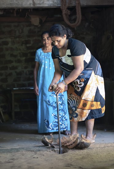 Sri Lankan woman opening coconuts using an ancient method, Matale, Central Province, Sri Lanka,