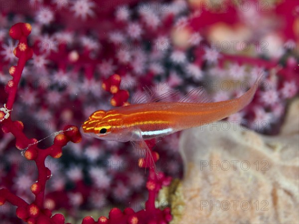 Bright orange coloured fish, black-bellied goby (Eviota atriventris), swimming next to red corals,