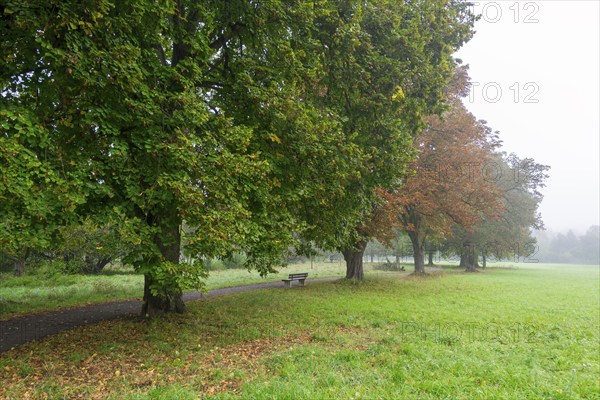 Foggy autumn day in a park with green meadow and colourful foliage along a path, lime tree,