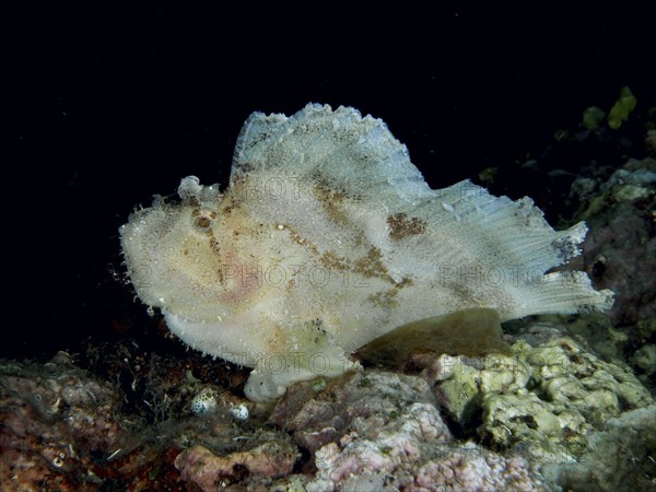 Pale reef fish, rocking fish (Taenianotus triacanthus), sitting in a dark underwater environment,