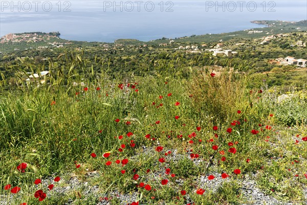 Coastline in spring, poppy blossom, view from above, Pyrgos, Mani, Messinian Gulf, Ionian Sea,