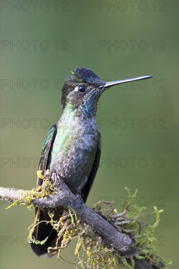 Violet-crowned Brilliant Hummingbird (Eugenes fulgens), Parque National Los Quetzales, Costa Rica,