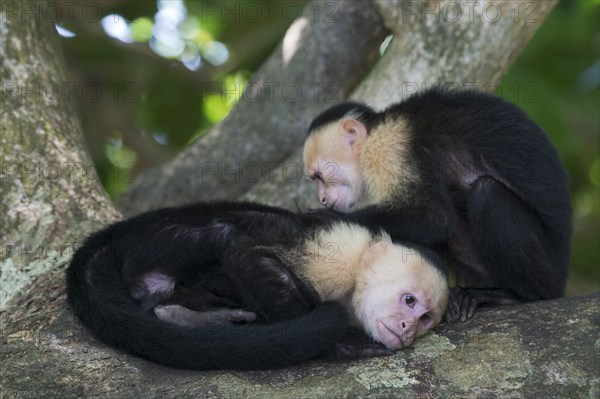 White-shouldered capuchin monkeys (Cebus capucinus), Manuel Antonio National Park, Costa Rica,