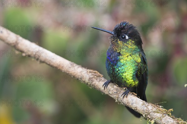 Fire-throated hummingbird (Panterpe insignis), Parque National Los Quetzales, Costa Rica, Central
