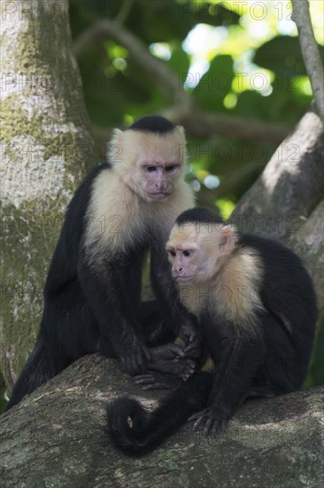 White-shouldered capuchin monkeys (Cebus capucinus), Manuel Antonio National Park, Costa Rica,