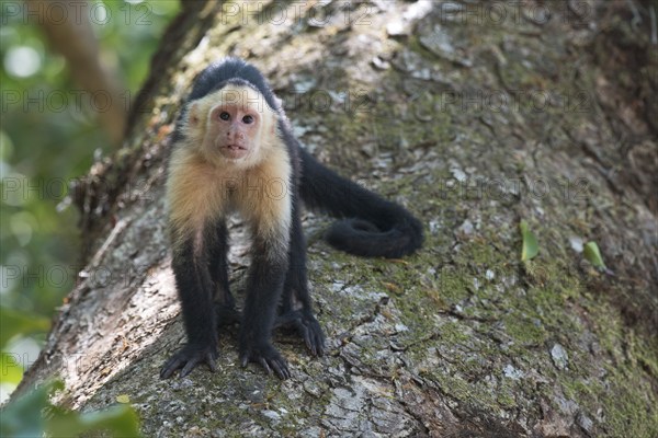 White-shouldered capuchin monkey (Cebus capucinus), Manuel Antonio National Park, Costa Rica,