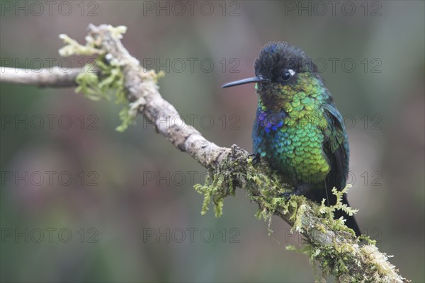 Fire-throated hummingbird (Panterpe insignis), Parque National Los Quetzales, Costa Rica, Central