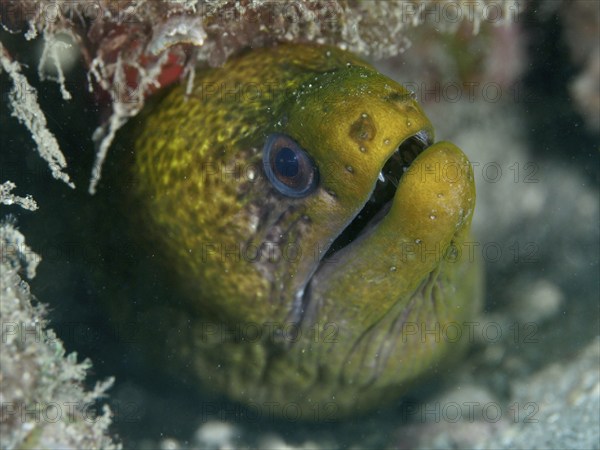 Green moray, marbled moray eel (Gymnothorax undulatus), looking out of a reef hole, dive site Spice