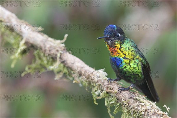 Fire-throated hummingbird (Panterpe insignis), Parque National Los Quetzales, Costa Rica, Central