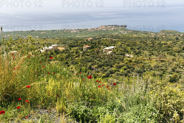 Coastline in spring, poppy blossom, view from above, Pyrgos, Mani, Messinian Gulf, Ionian Sea,