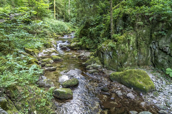 In the Grobbach stream valley on the Geroldsau Waterfall Circular Trail, Geroldsau, Baden-Baden,