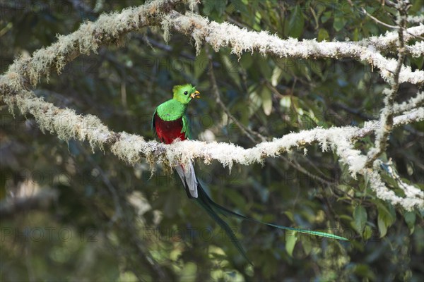 Quetzal (Pharomachrus mocinno), Parque National Los Quetzales, Costa Rica, Central America