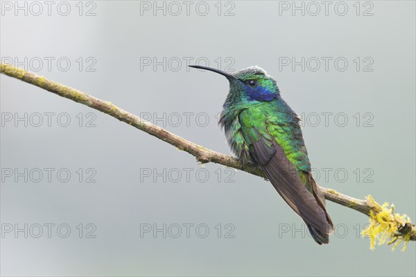 Small violet-eared hummingbird (Colibri thalassinus), Parque National Los Quetzales, Costa Rica,