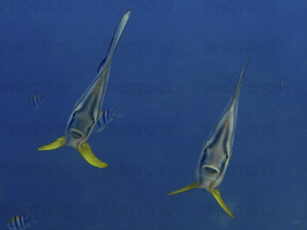 Two batfish with yellow fins, longfin batfish (Platax teira), swimming in the blue depths of the